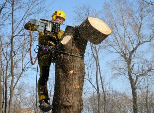 Спил и вырубка деревьев стоимость услуг и где заказать - Калининград