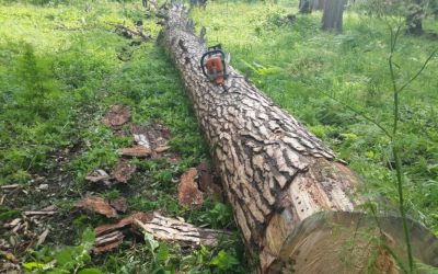 Спил и вырубка деревьев, корчевание пней - Калининград, цены, предложения специалистов